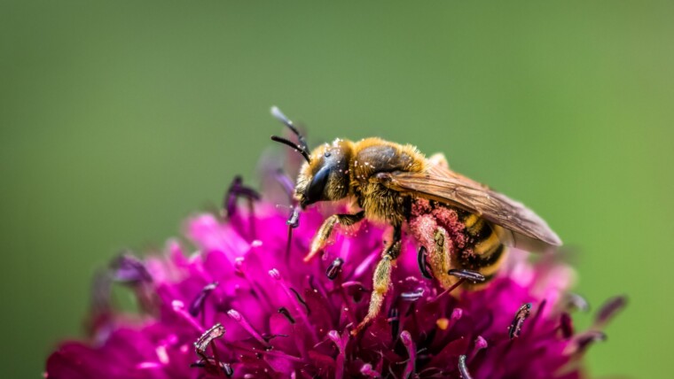 treat bee sting naturally